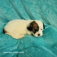 Loopy MC#654, a male Shichon for sale in Shelbyville, IN – Photo 6 of 7