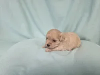 Fawny MC#6386, a female Shichon for sale in Shelbyville, IN – 7 of 9