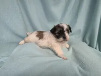 Fanny MC#6015, a female Shichon for sale in Shelbyville, IN – 5 of 7