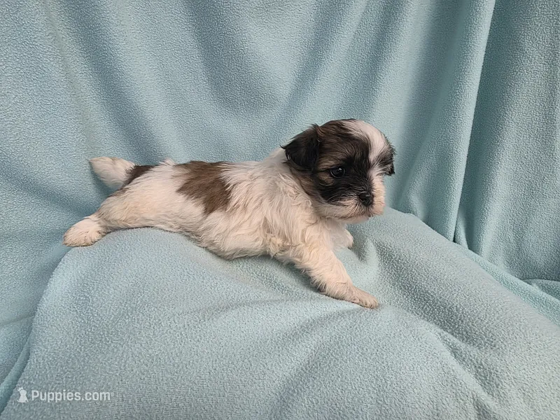 Fanny MC#6015 – Shichon puppy for sale in Shelbyville, IN