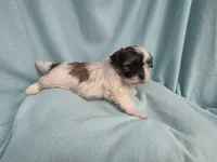 Fanny MC#6015, a female Shichon for sale in Shelbyville, IN – 1 of 7