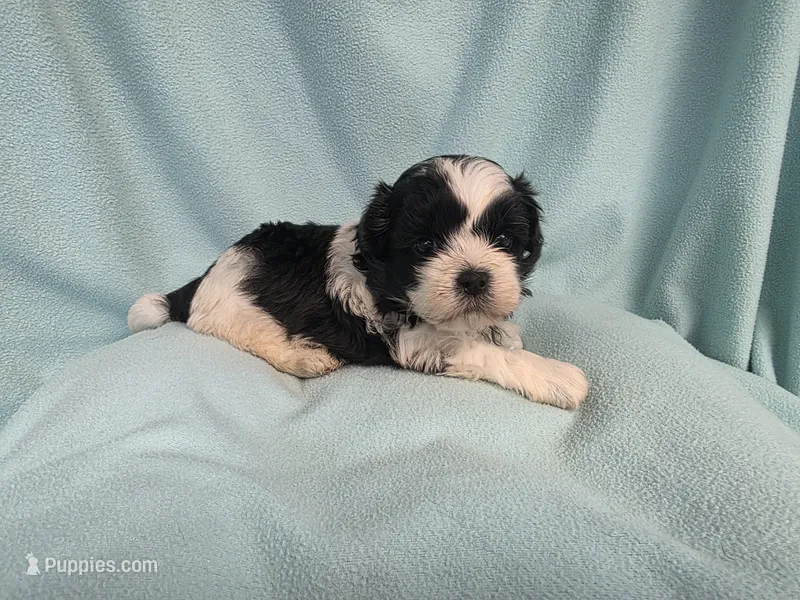 Tish MC#2882 – Shichon puppy for sale in Shelbyville, IN