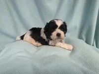 Tish MC#2882, a female Shichon for sale in Shelbyville, IN – 1 of 6