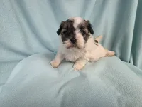Fanny MC#6015, a female Shichon for sale in Shelbyville, IN – 7 of 7