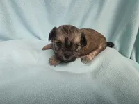Char MC#3124, a female Shichon for sale in Shelbyville, IN – 8 of 9