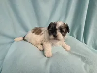 Fanny MC#6015, a female Shichon for sale in Shelbyville, IN – 3 of 7