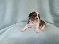 Bart MC# 6180, a male Shih Tzu for sale in Shelbyville, IN – Photo 2 of 9