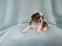 Bart MC# 6180, a male Shih Tzu for sale in Shelbyville, IN – Photo 5 of 9