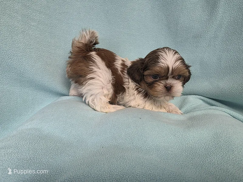 Bart MC# 6180 – Shih Tzu puppy for sale in Shelbyville, IN