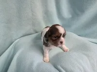 Bart MC# 6180, a male Shih Tzu for sale in Shelbyville, IN – Photo 6 of 9