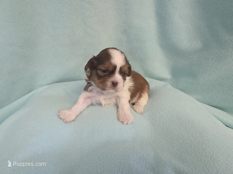 Bart MC# 6180 – Shih Tzu puppy for sale in Shelbyville, IN
