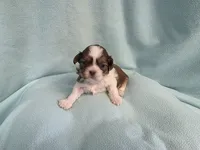 Bart MC# 6180, a male Shih Tzu for sale in Shelbyville, IN – Photo 3 of 9