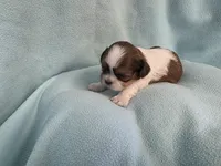 Bart MC# 6180, a male Shih Tzu for sale in Shelbyville, IN – Photo 7 of 9