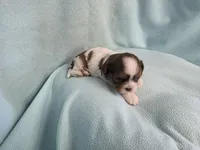 Bart MC# 6180, a male Shih Tzu for sale in Shelbyville, IN – Photo 8 of 9