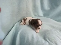 Bart MC# 6180, a male Shih Tzu for sale in Shelbyville, IN – Photo 4 of 9