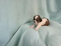 Bart MC# 6180, a male Shih Tzu for sale in Shelbyville, IN – Photo 9 of 9