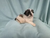 Fanny MC#6015, a female Shichon for sale in Shelbyville, IN – 2 of 7