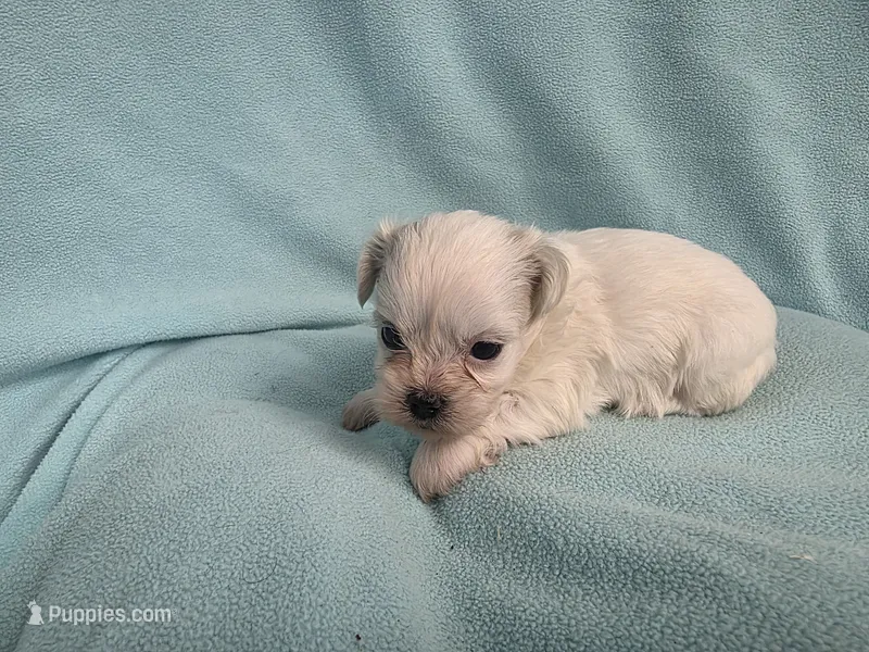SuSu MC#4426 – Shichon puppy for sale in Shelbyville, IN