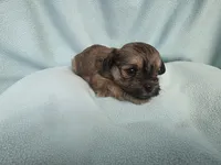 Char MC#3124, a female Shichon for sale in Shelbyville, IN – 3 of 9