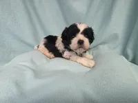 Tish MC#2882, a female Shichon for sale in Shelbyville, IN – 2 of 6