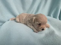 Fawny MC#6386, a female Shichon for sale in Shelbyville, IN – 2 of 9