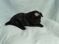 Ebbie MC# 2796, a female Shih Tzu for sale in Shelbyville, IN – 5 of 10