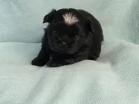 Ebbie MC# 2796, a female Shih Tzu for sale in Shelbyville, IN – 2 of 10