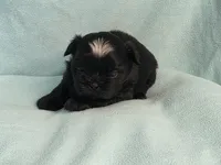 Ebbie MC# 2796, a female Shih Tzu for sale in Shelbyville, IN – 8 of 10