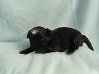 Ebbie MC# 2796, a female Shih Tzu for sale in Shelbyville, IN – 6 of 10