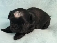 Ebbie MC# 2796, a female Shih Tzu for sale in Shelbyville, IN – 3 of 10