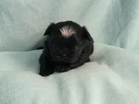 Ebbie MC# 2796, a female Shih Tzu for sale in Shelbyville, IN – 7 of 10