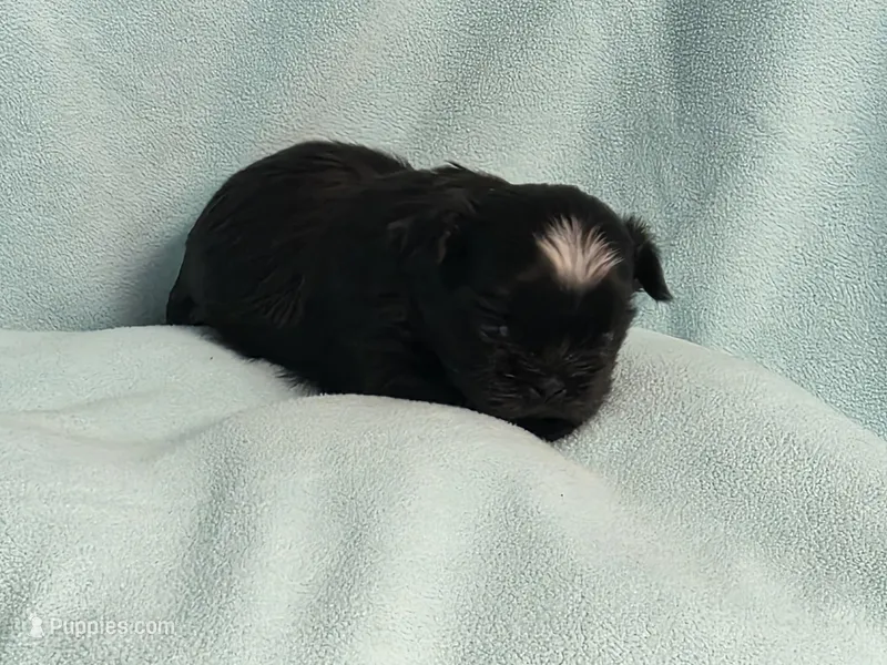 Ebbie MC# 2796 – Shih Tzu puppy for sale in Shelbyville, IN