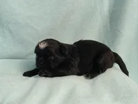Ebbie MC# 2796, a female Shih Tzu for sale in Shelbyville, IN – 4 of 10