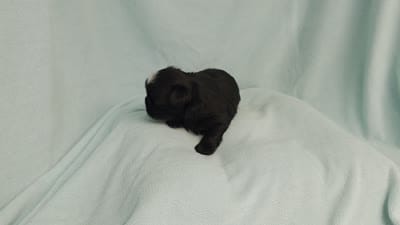 Ebbie MC# 2796, a female Shih Tzu for sale in Shelbyville, IN – 10 of 10