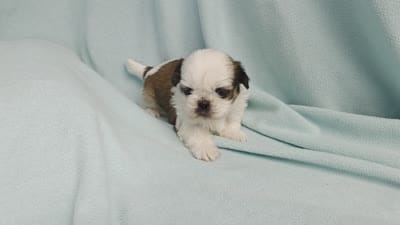 Ally MC#5643, a female Shih Tzu for sale in Shelbyville, IN – 8 of 8