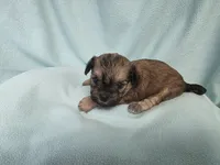 Char MC#3124, a female Shichon for sale in Shelbyville, IN – 9 of 9