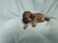 Marley MC# 4322, a female Shichon for sale in Shelbyville, IN – 4 of 8