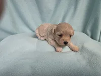 Fawny MC#6386, a female Shichon for sale in Shelbyville, IN – 4 of 9
