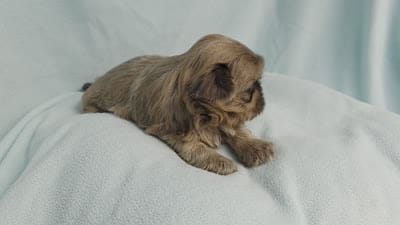 Boo MC#6807, a male Shih Tzu for sale in Shelbyville, IN – 9 of 9