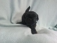 Onie MC# 3693, a female Shih Tzu for sale in Shelbyville, IN – Photo 5 of 9