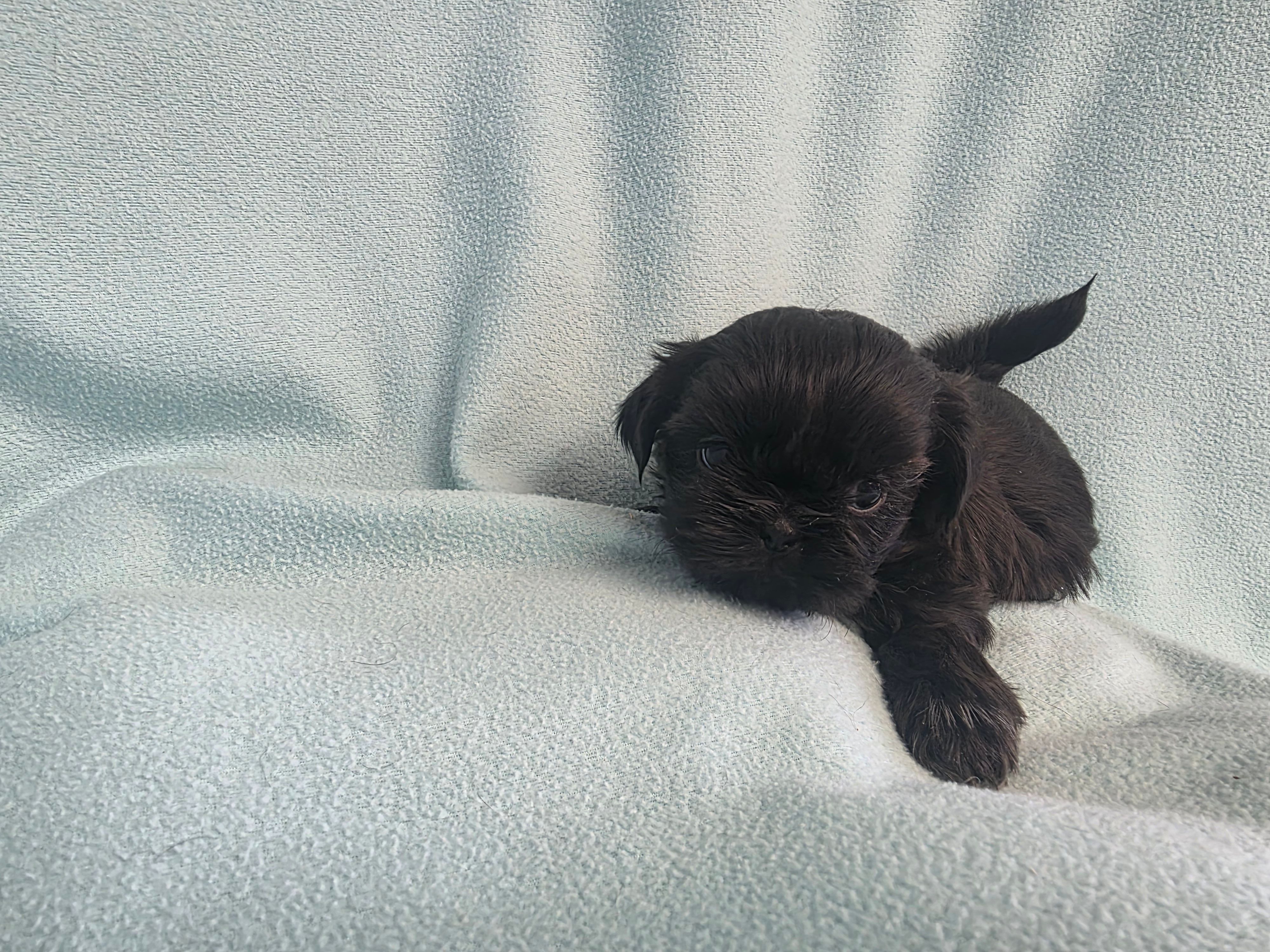 Onie MC# 3693 is a Shih Tzu puppy for sale in Shelbyville, IN