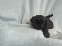 Onie MC# 3693, a female Shih Tzu for sale in Shelbyville, IN – Photo 1 of 9