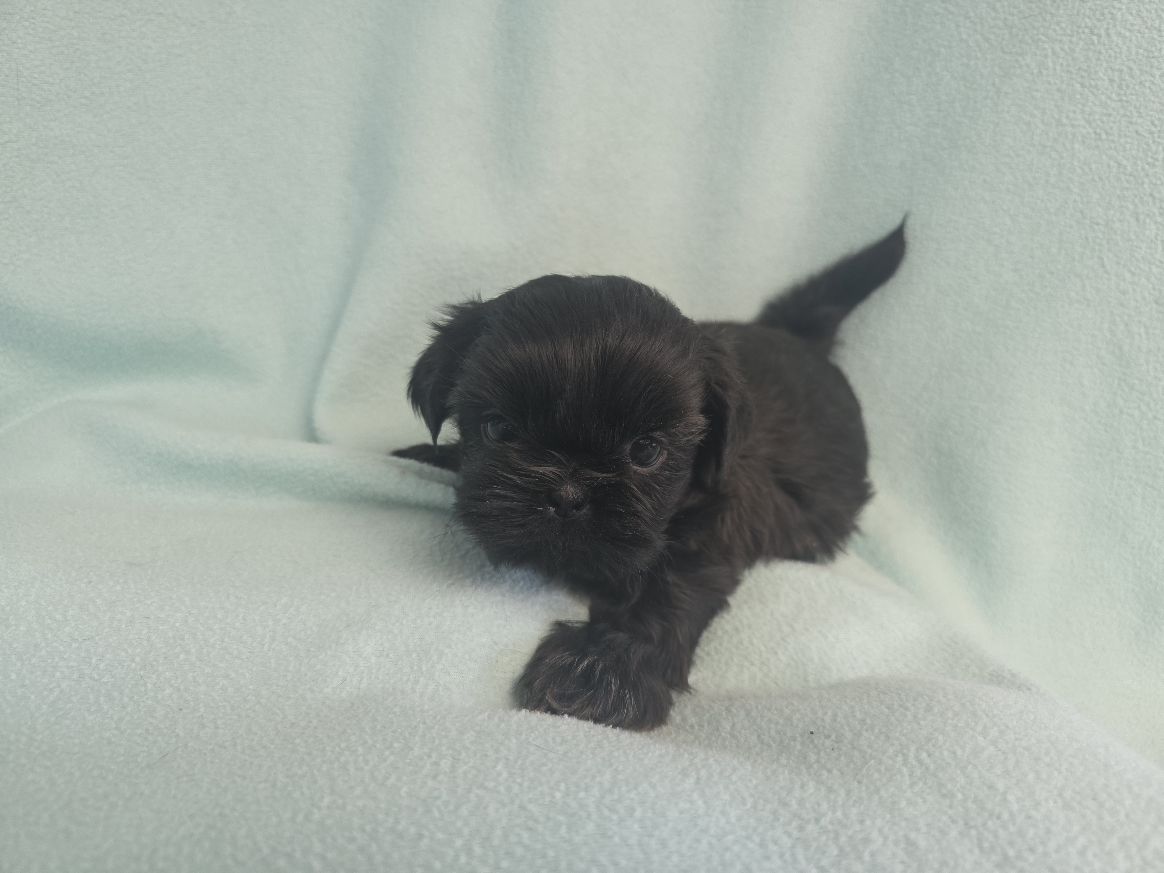 Onie MC# 3693 is a Shih Tzu puppy for sale in Shelbyville, IN