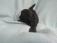 Onie MC# 3693, a female Shih Tzu for sale in Shelbyville, IN – Photo 4 of 9