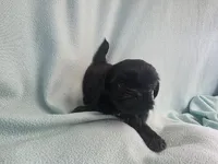 Onie MC# 3693, a female Shih Tzu for sale in Shelbyville, IN – Photo 3 of 9