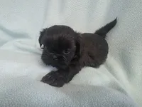 Onie MC# 3693, a female Shih Tzu for sale in Shelbyville, IN – Photo 7 of 9