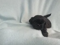 Onie MC# 3693, a female Shih Tzu for sale in Shelbyville, IN – Photo 9 of 9