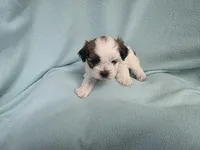 Lauri MC#9968i, a female Shichon for sale in Shelbyville, IN – Photo 8 of 9