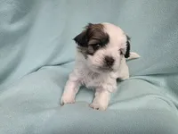 Lauri MC#9968i, a female Shichon for sale in Shelbyville, IN – Photo 7 of 9