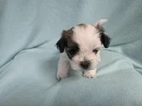 Lauri MC#9968i, a female Shichon for sale in Shelbyville, IN – Photo 3 of 9